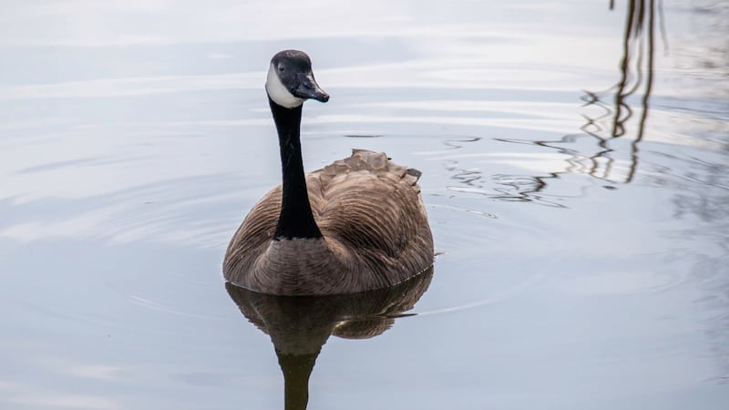 Avian flu found in dead Saskatchewan house cat