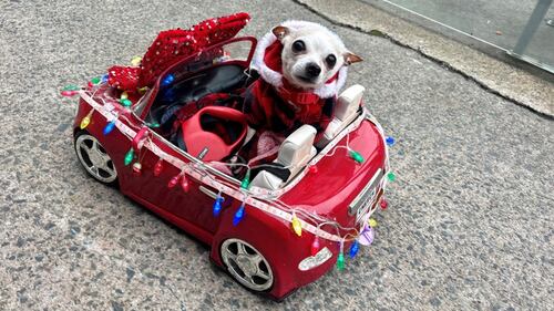 A small dog dressed in a red plaid sweater sits in a tiny red car covered in Christmas lights.