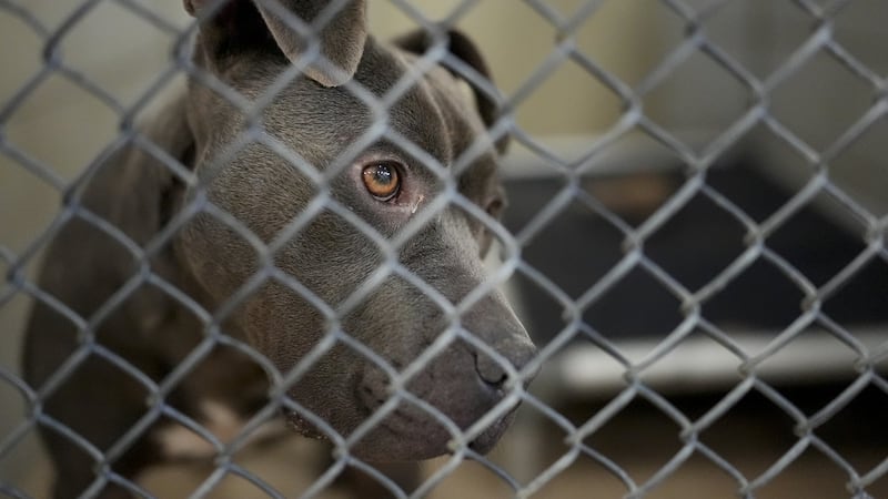 Nearly 100 dogs rescued from Alberta home