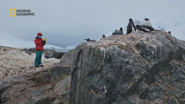 ‘A real shift’: Quantitative ecologist to talk ‘Penguins of Antarctica’ at Werklund Centre