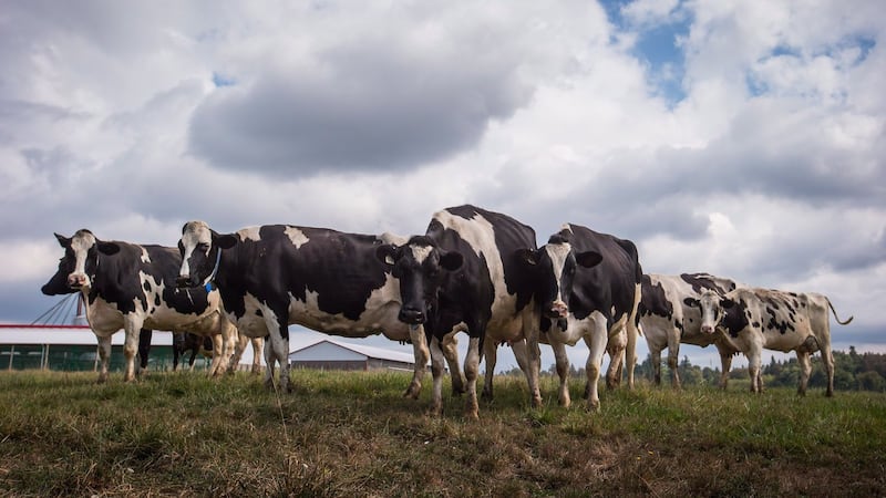 ‘Worst nightmares’: Dairy farm fire in Sicamous, B.C., kills 40 calves