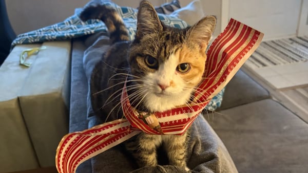 ‘Crazy experience’: Cat rescued on MacKay Bridge during rush hour reunited with family
