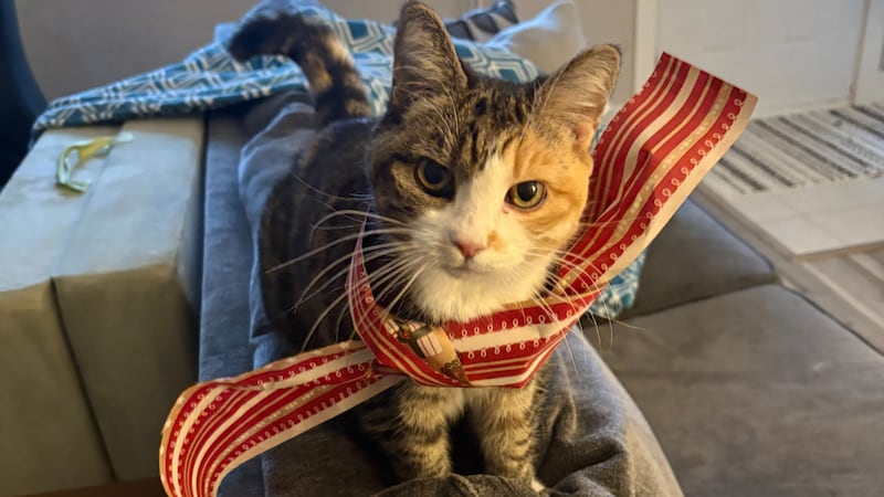 ‘Crazy experience’: Cat rescued on MacKay Bridge during rush hour reunited with family