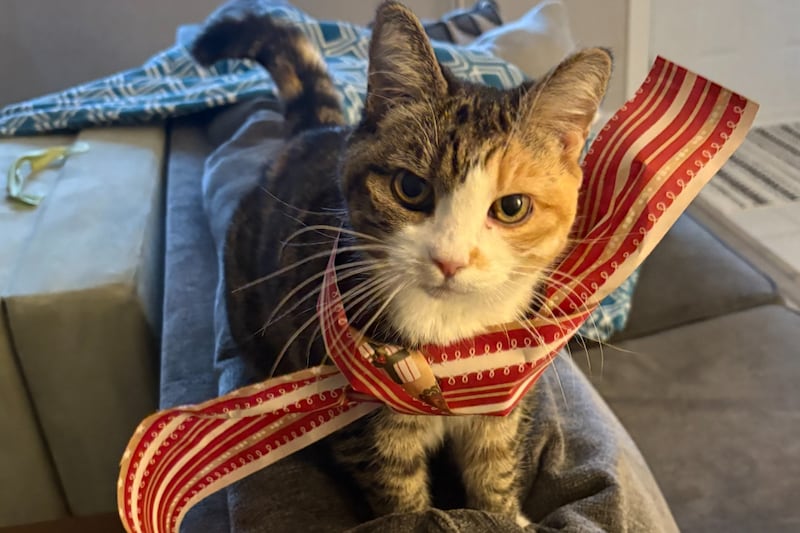 ‘Crazy experience’: Cat rescued on MacKay Bridge during rush hour reunited with family