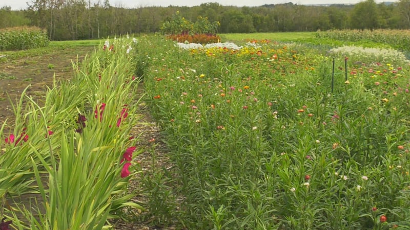 Local garden that partners with addictions recovery programs looking to grow