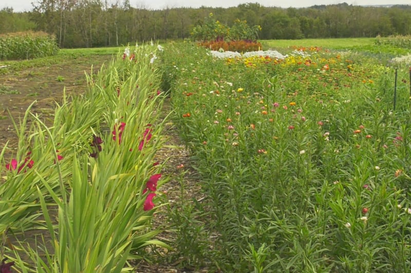Local garden that partners with addictions recovery programs looking to grow