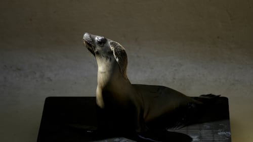 New Zealand surf event halted as sea creature bites photographer