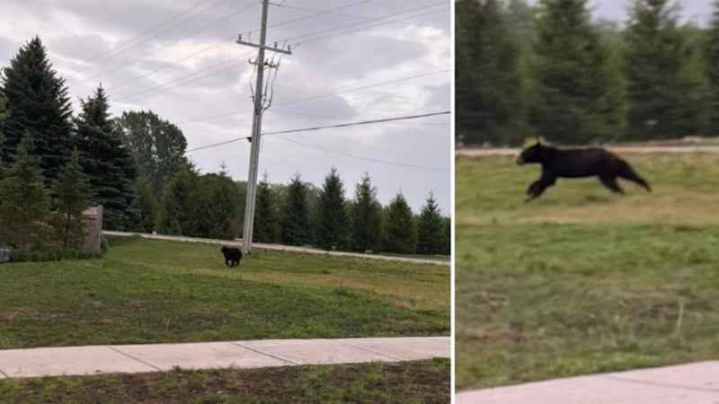 Black bear spotted in Collingwood: Here’s what to do if you encounter a bear