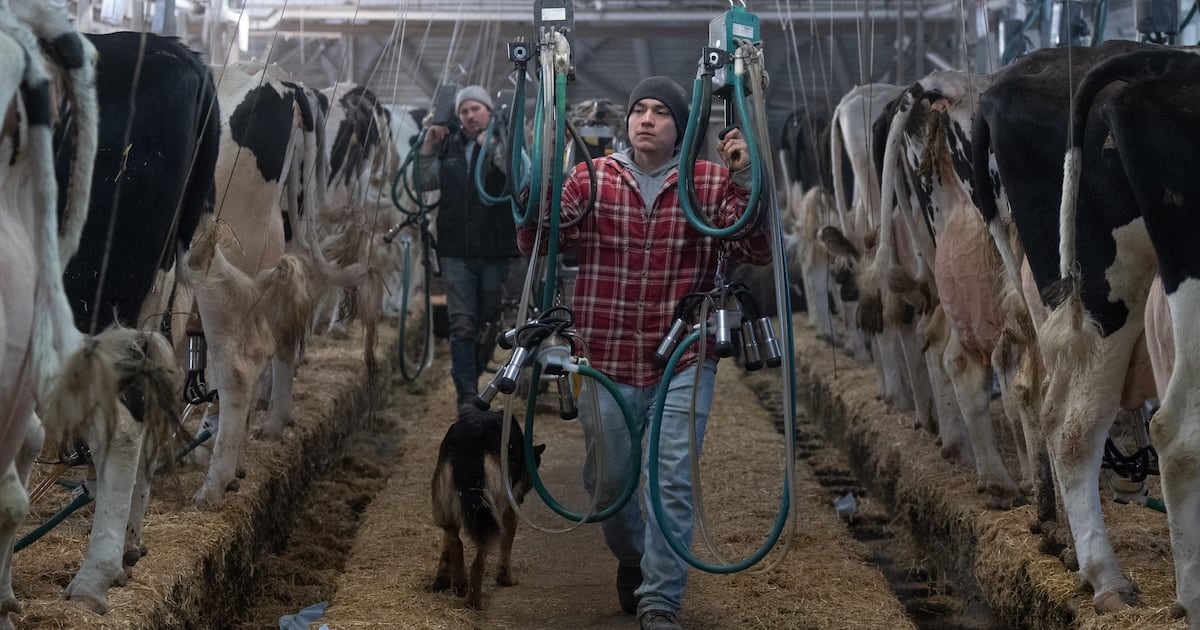 Photo: ctvnews.ca Cows are milked at a dairy farm in Granby, Que., on Wednesday, Feb. 5, 2025. THE CANADIAN PRESS/Christinne Muschi