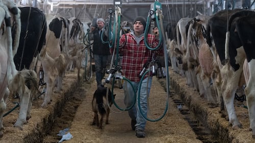 Canadian dairy is on Trump’s grocery list for tariffs. Here’s how producers are reacting
