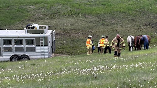 Horses uninjured after trailer winds up in ditch on Anthony Henday Drive