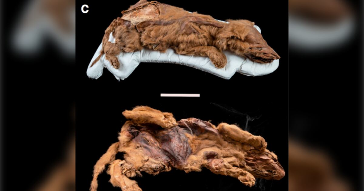 Mummified wolf pup found in Yukon is most well-preserved specimen of a ...