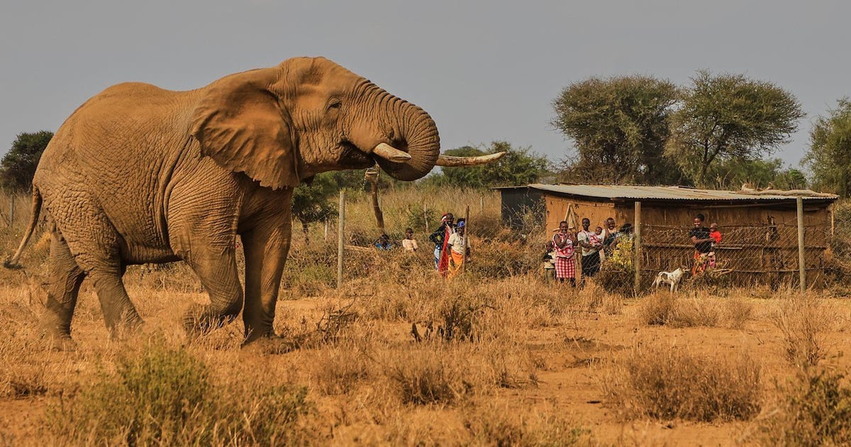 Farmers in Kenya dispute that cyanide poisoning could have killed 15 ...