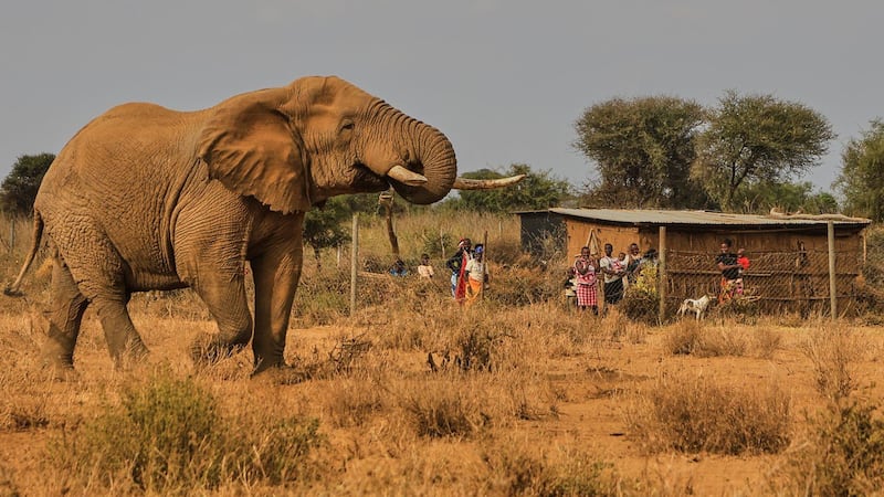 Farmers in Kenya dispute that cyanide poisoning could have killed 15 elephants