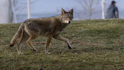 Child in hospital after coyote attack in Whitby