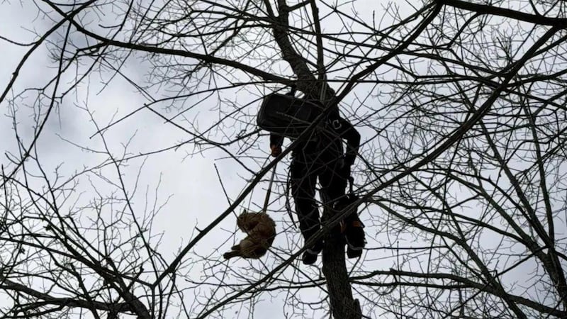 Ottawa online community rallies to rescue orange cat stuck in tree for days