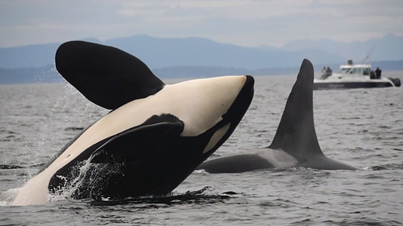 Federal government expands whale protections off B.C. coast