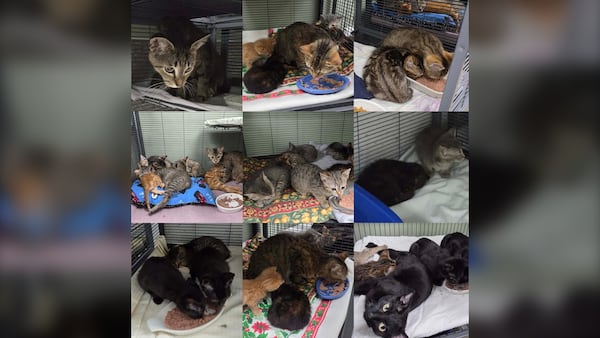 43 cats rescued from Manitoba hoarding situation