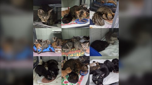 Manitoba animal rescue takes in 43 cats following hoarding situation