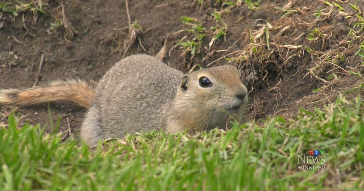 City of Winnipeg moves ahead with using pesticides to eradicate ground ...