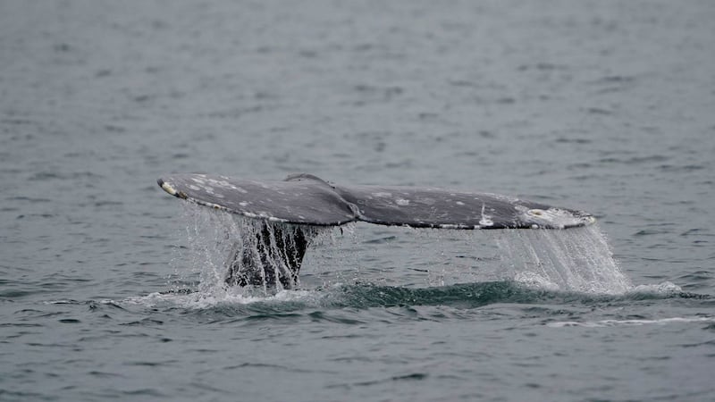 Three more grey whales found dead on B.C. coast after four discovered in April