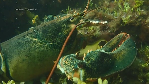 Nova Scotia scientists dive deep into the province’s coastal biodiversity