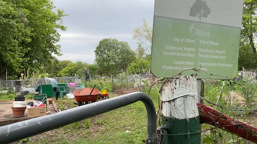 ‘It’s so upsetting’: Sandy Hill community garden closing unexpectedly