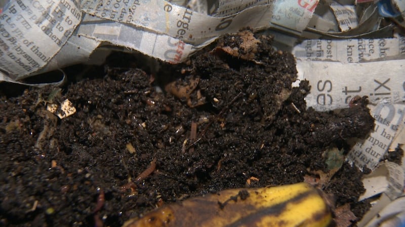 City of Edmonton giving away compost for free