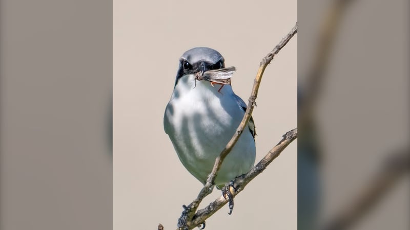 See a shrike? Here’s what to do: Nature Sask.
