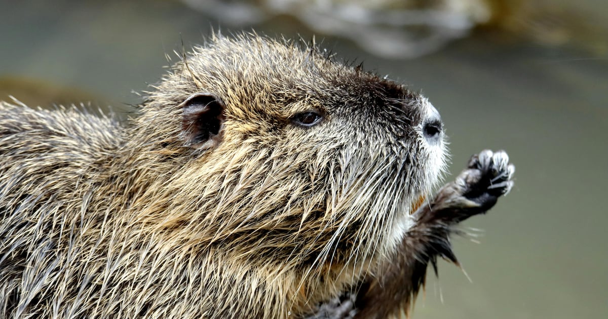 An 8-year-old boy is in the hospital after he was attacked by a beaver