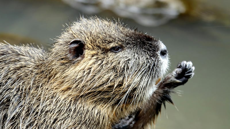 8-year-old boy attacked by beaver at park, hospitalized