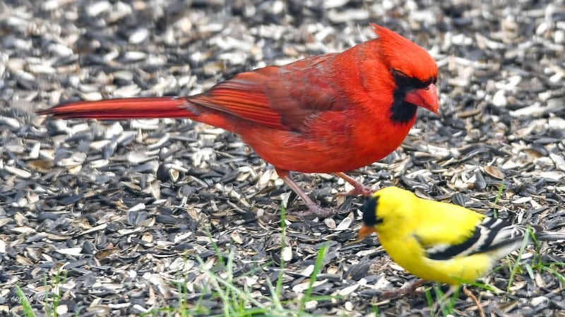 Mild spring weather continues in Windsor, rain chances increase toward weekend