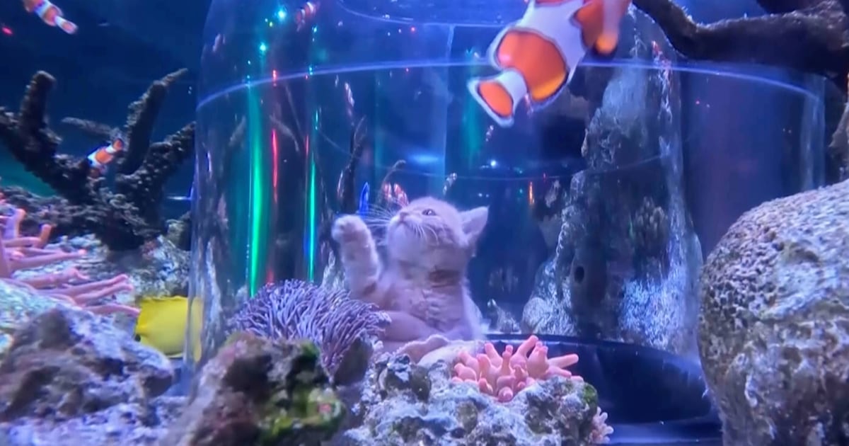 Verwaiste Kätzchen treffen bei einem Ausflug ins Aquarium in der Mall of ...