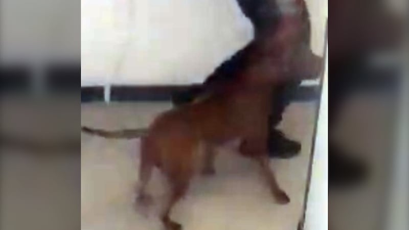 Toronto police issue public safety alert after dog attack left small dog dead, owner injured