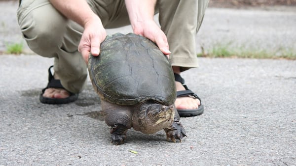 Scarborough resident fined for illegally hunting snapping turtles