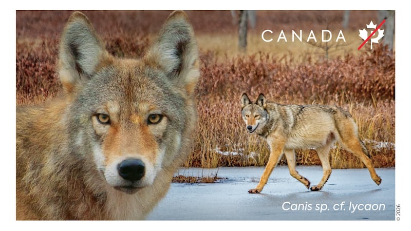 Wolves get Canada Post’s stamp of approval