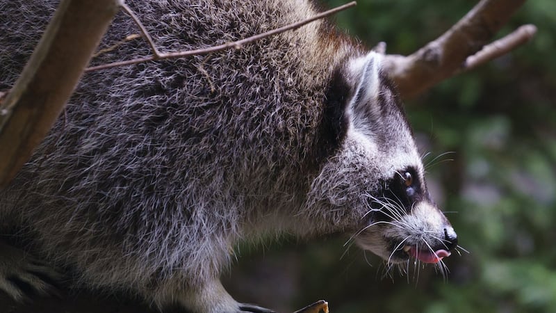 Raccoon rabies outbreak still growing, Quebec public health officials say