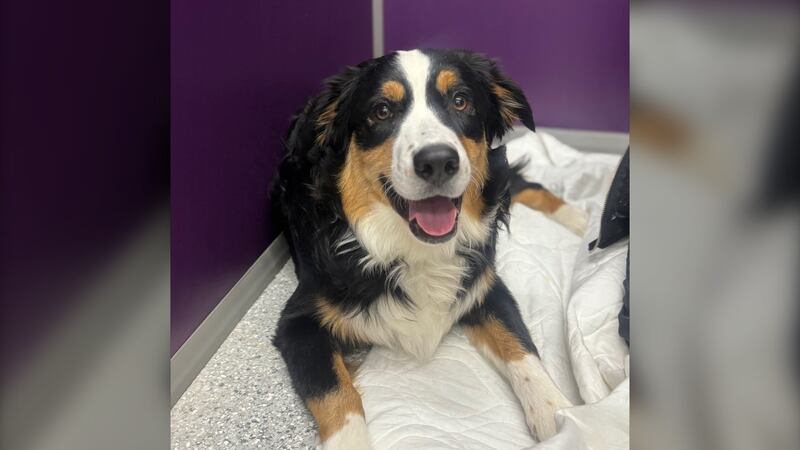 Community Veterinary Clinic offering free parvovirus vaccine with every dog’s spay or neuter surgery
