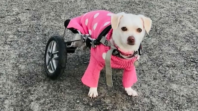Community raises $3,600 for Halifax dog whose wheelchair was stolen