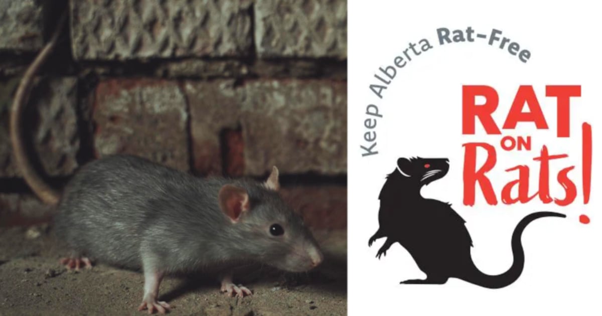 'Rat on rats': Alberta launches campaign to keep province rat-free