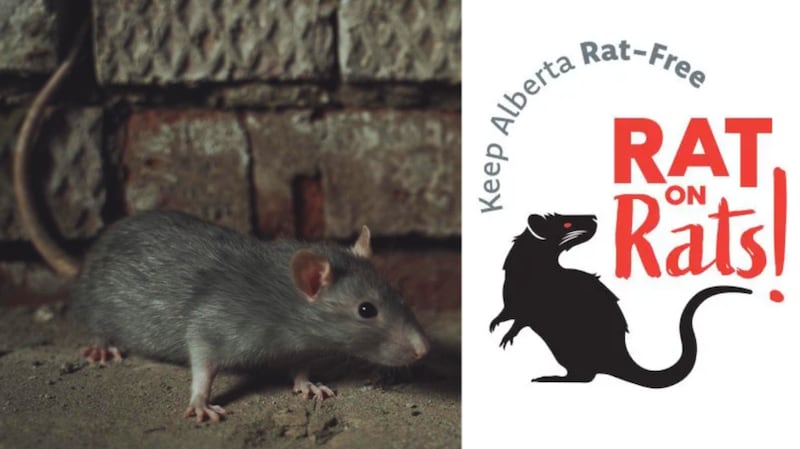 'Rat on rats': Alberta launches campaign to keep province rat-free