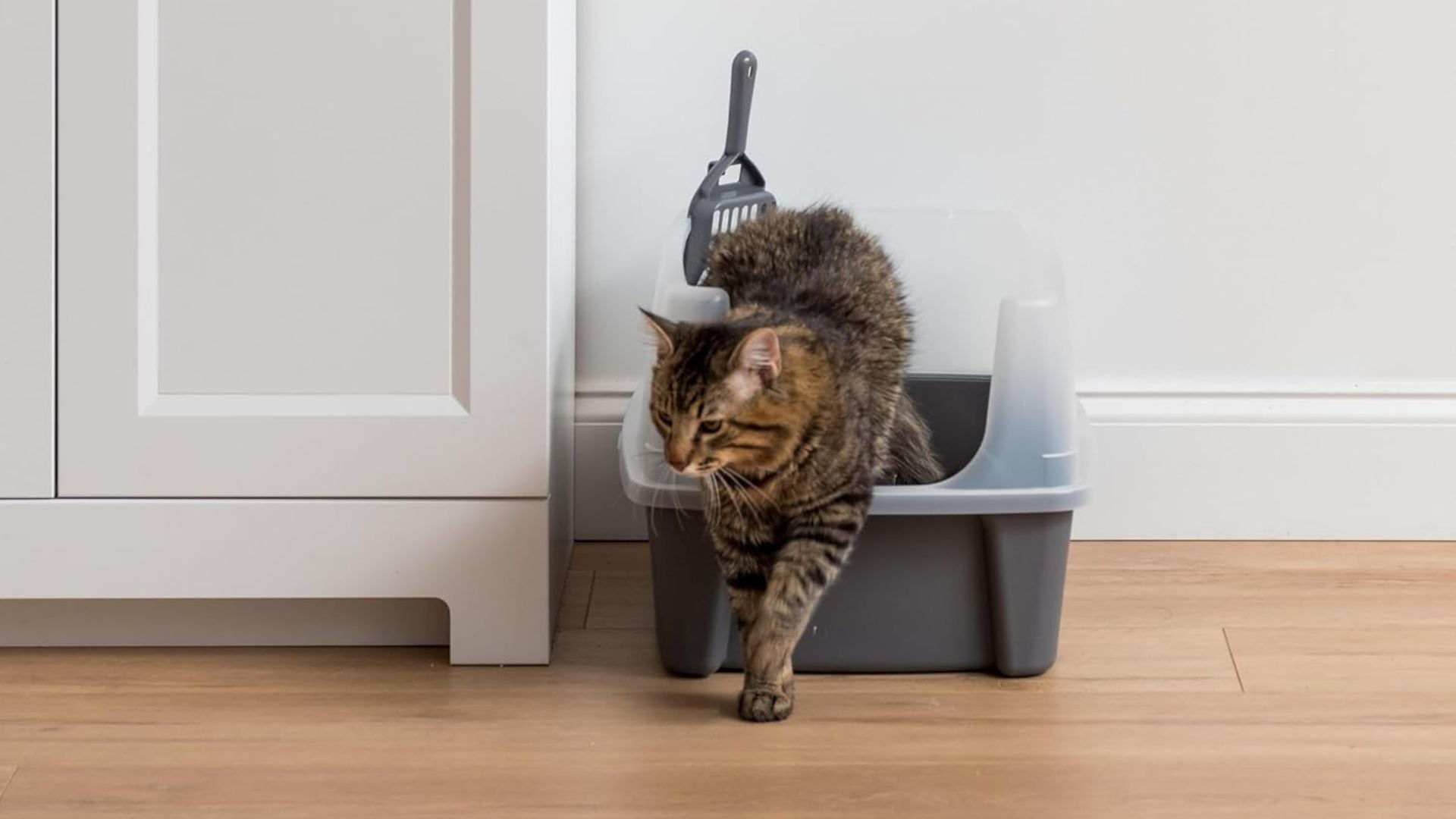 a cat jumping out of a litter box
