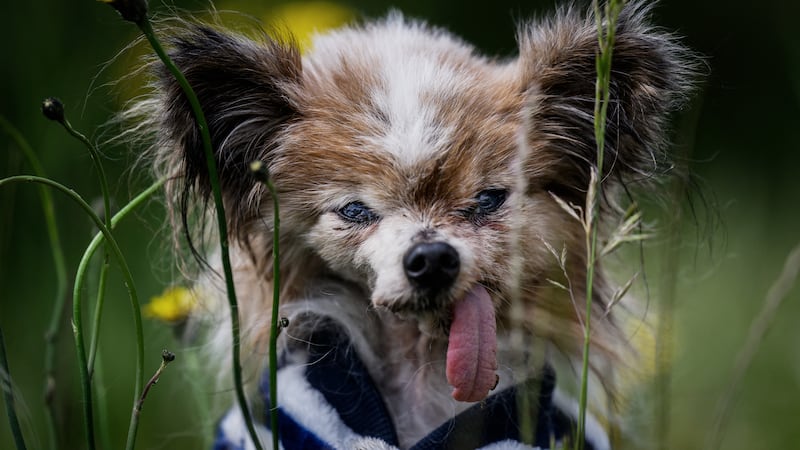‘World’s oldest dog’ contender dies in France aged 30