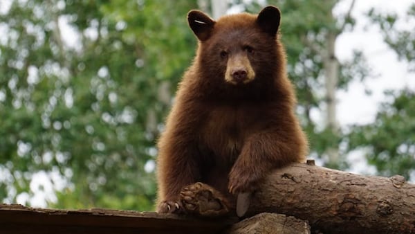 ‘Devastated’: Five bears die suddenly at Northern B.C. rescue