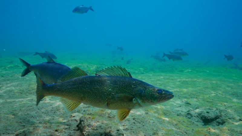 Saugeen Ojibway Nation raises concerns about safety of fish off shores of nuclear plant