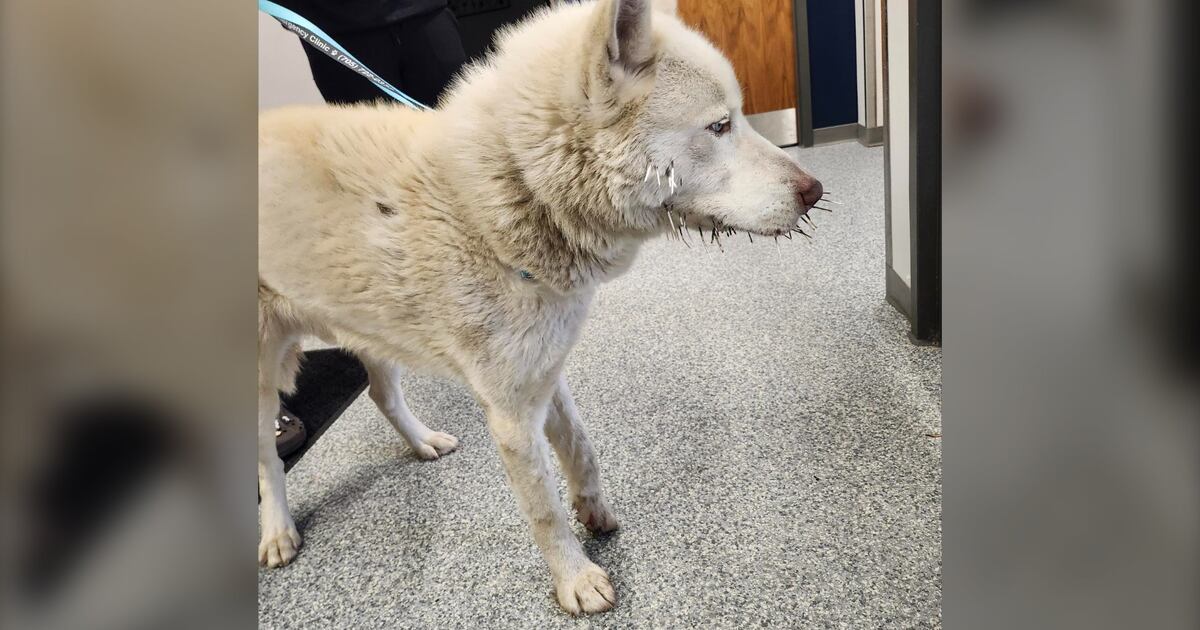 Quills Injuries Wandering Tay Twp. dog rescued and rehomed after injury from porcupine ...