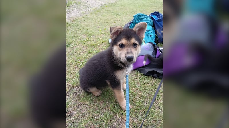 ‘That is our dog’: Animal rescuers reunite with puppy days after it was stolen