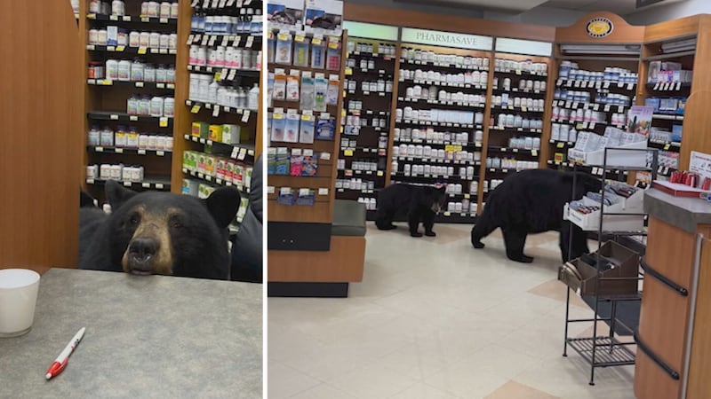 Mother bear that walked through B.C. pharmacy with cub killed by conservation officers