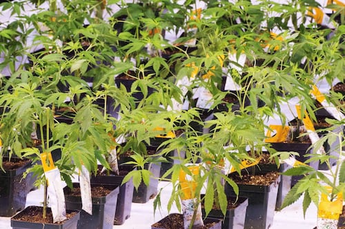 Curaleaf sweetens Aurora Cannabis takeover offer