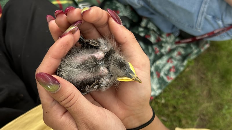 Saint Mary’s University students study European Starlings on campus